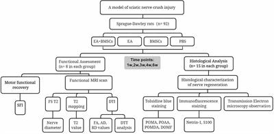 Magnetic resonance imaging assessment of the therapeutic effect of combined electroacupuncture and stem cells in acute peripheral nerve injury